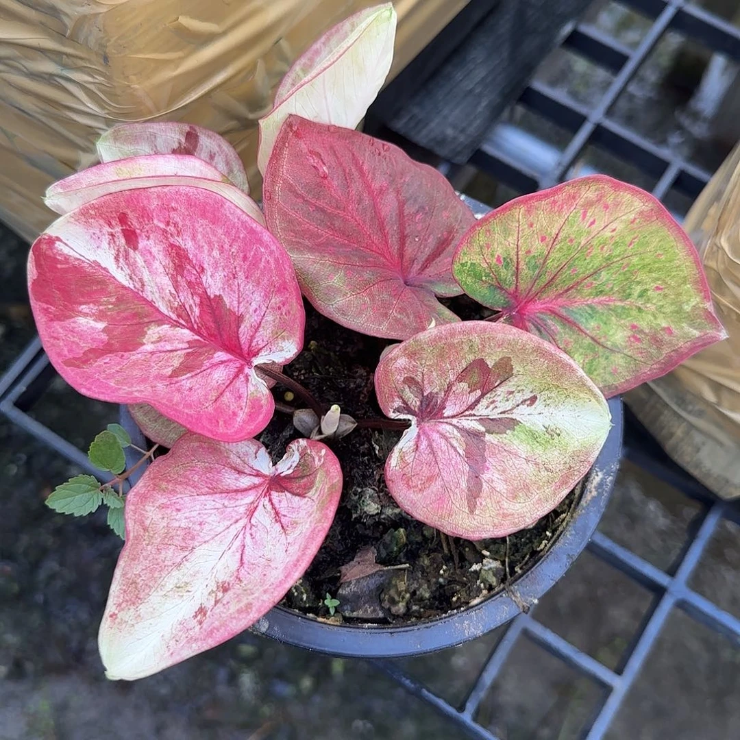 完全开放泰彩大球发