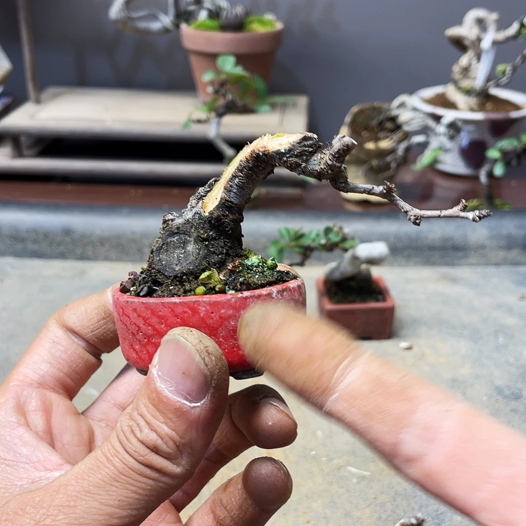 哎***?无花朵海棠花开富贵花时间