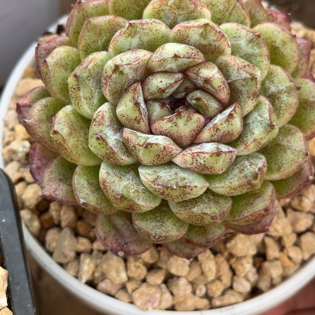 明***阳11.24-4呎水晶11111111