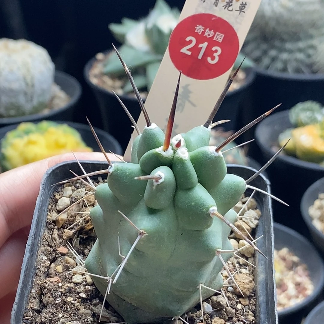 实生狂刺少刺虾一棵仙人球