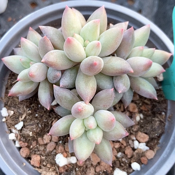 多肉植物水晶球1513