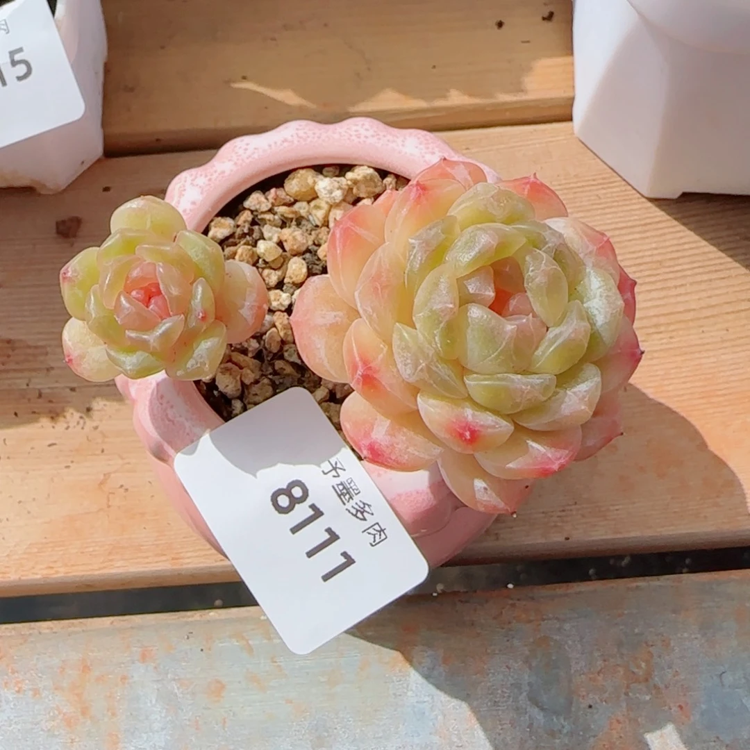 白恋，8111多肉植物