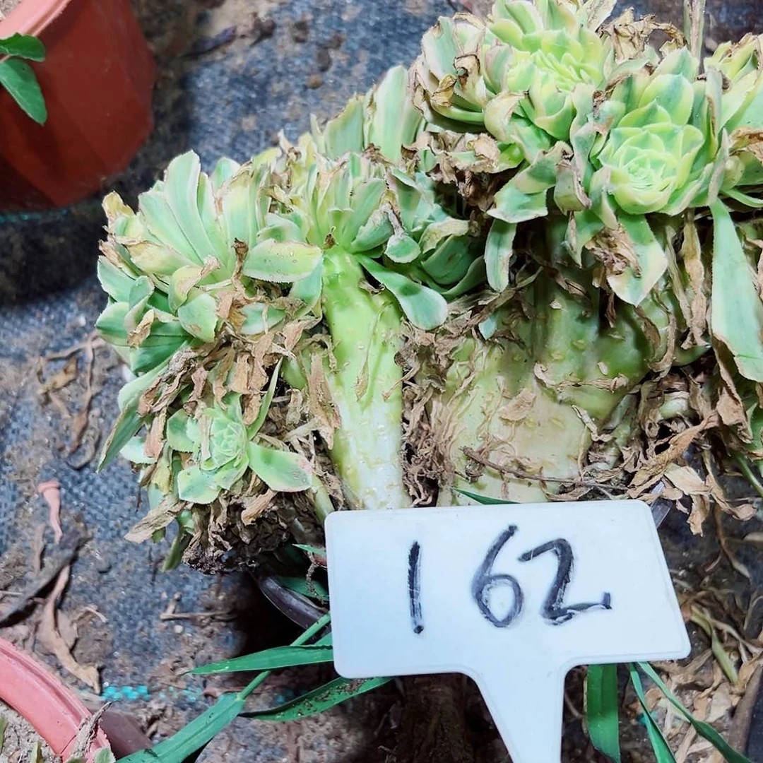 多肉植物艳宁缀以