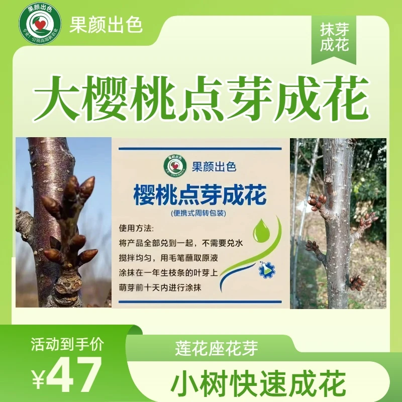 曲姐 樱桃点芽成花 大樱桃丰产及小树快速成花