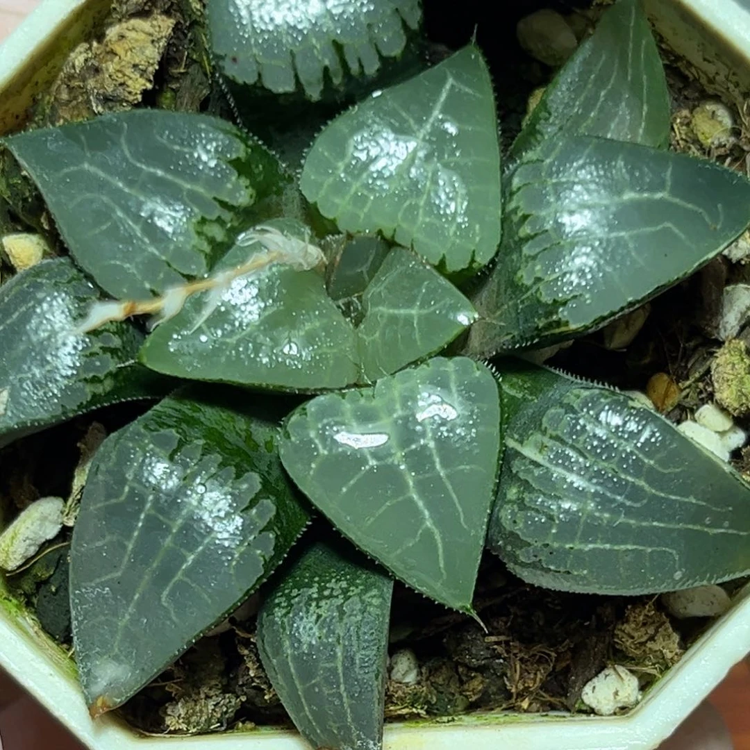 恭喜发财大吉大利0382