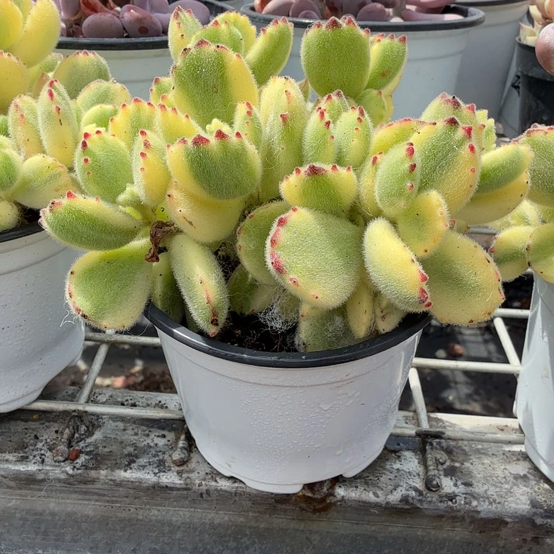 白熊童子多肉植物