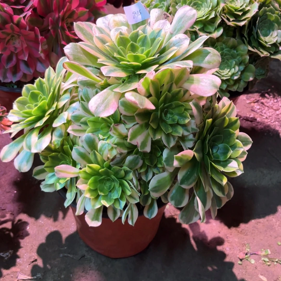 多肉植物金丝翡翠815