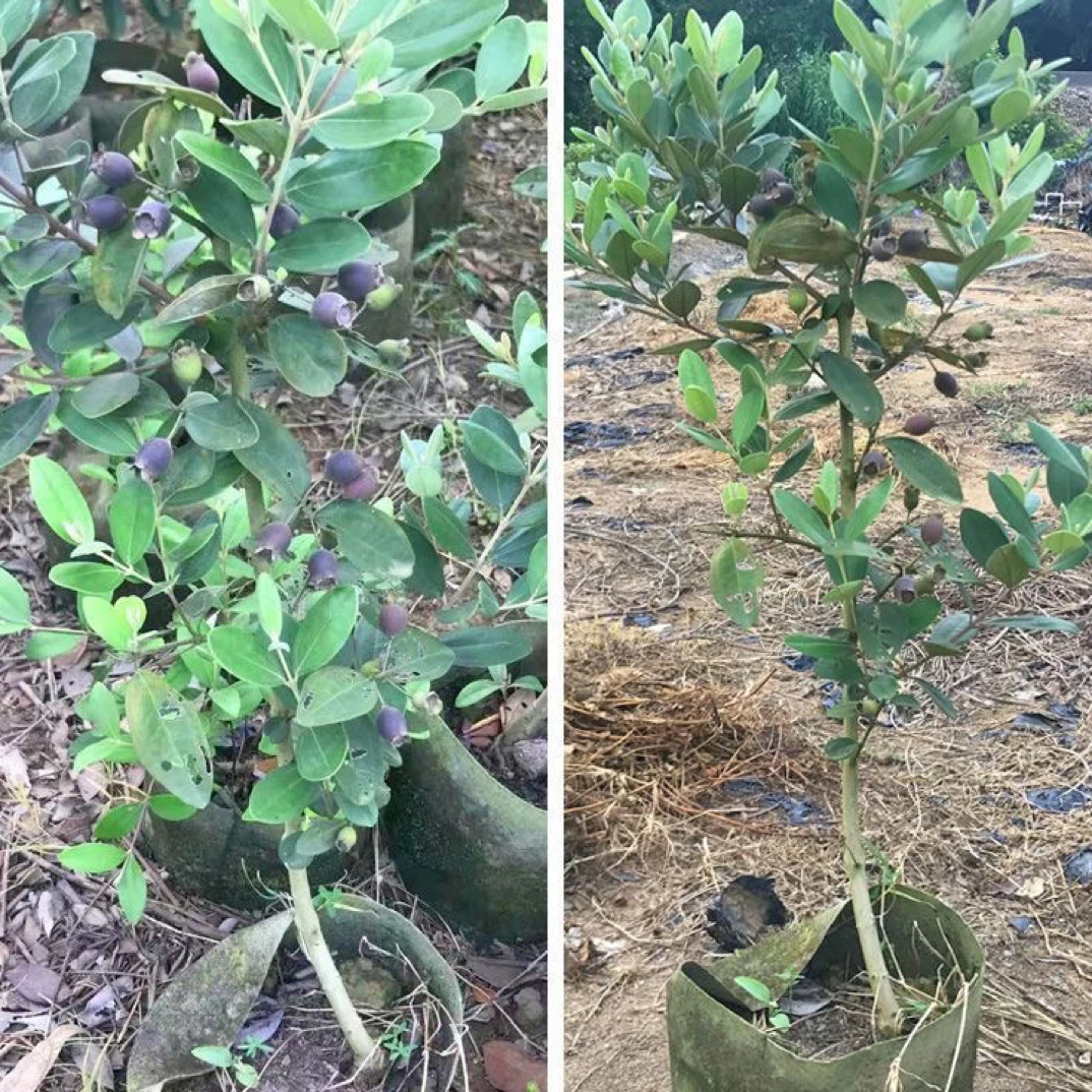 直播间一物一拍,稔子树山稔子
