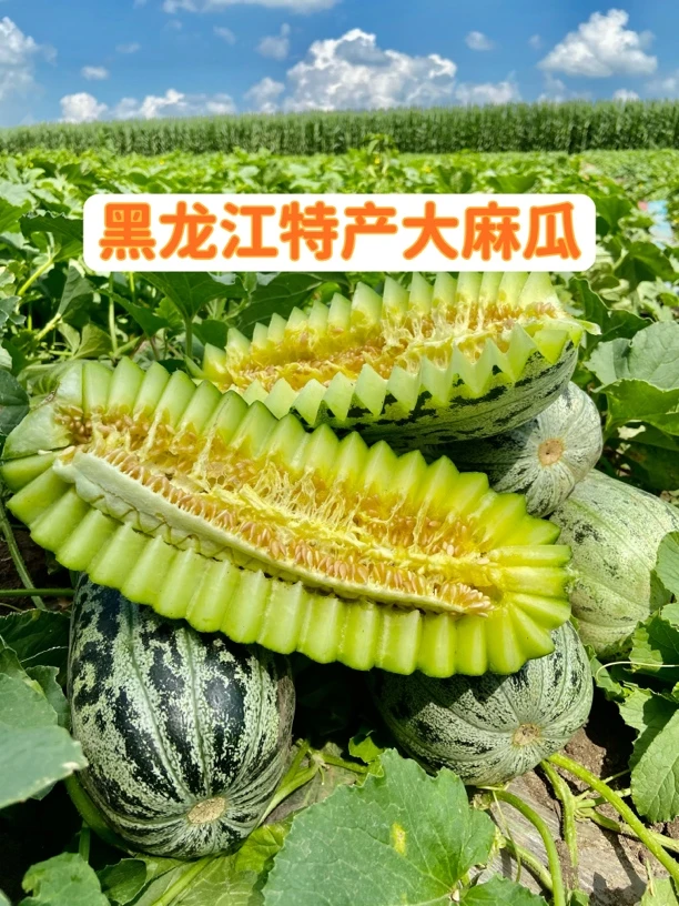 （顺丰速递）东北正宗老式大麻瓜3分甜7分面