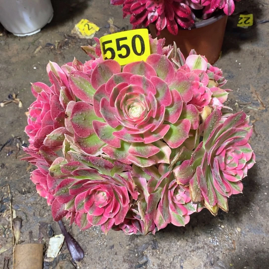 粉女巫多肉植物550