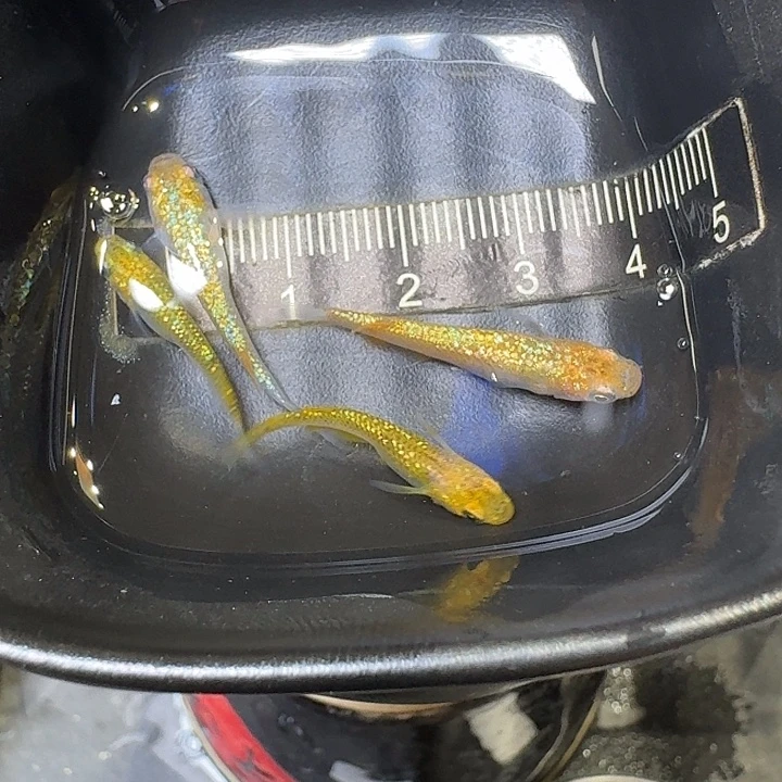 青鳉鱼22号拍品金星光