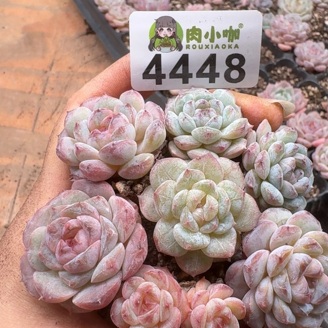 多肉植物多肉植物