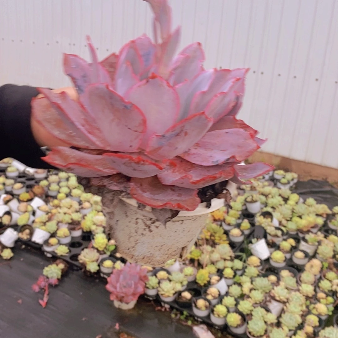 晚霞大单头带仔，160杯