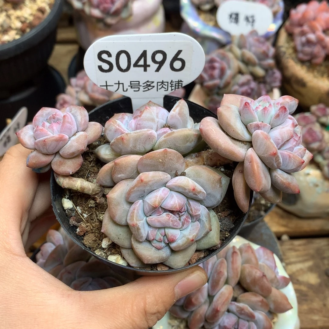 S0496 突尼斯 新粉 福利 背景同款