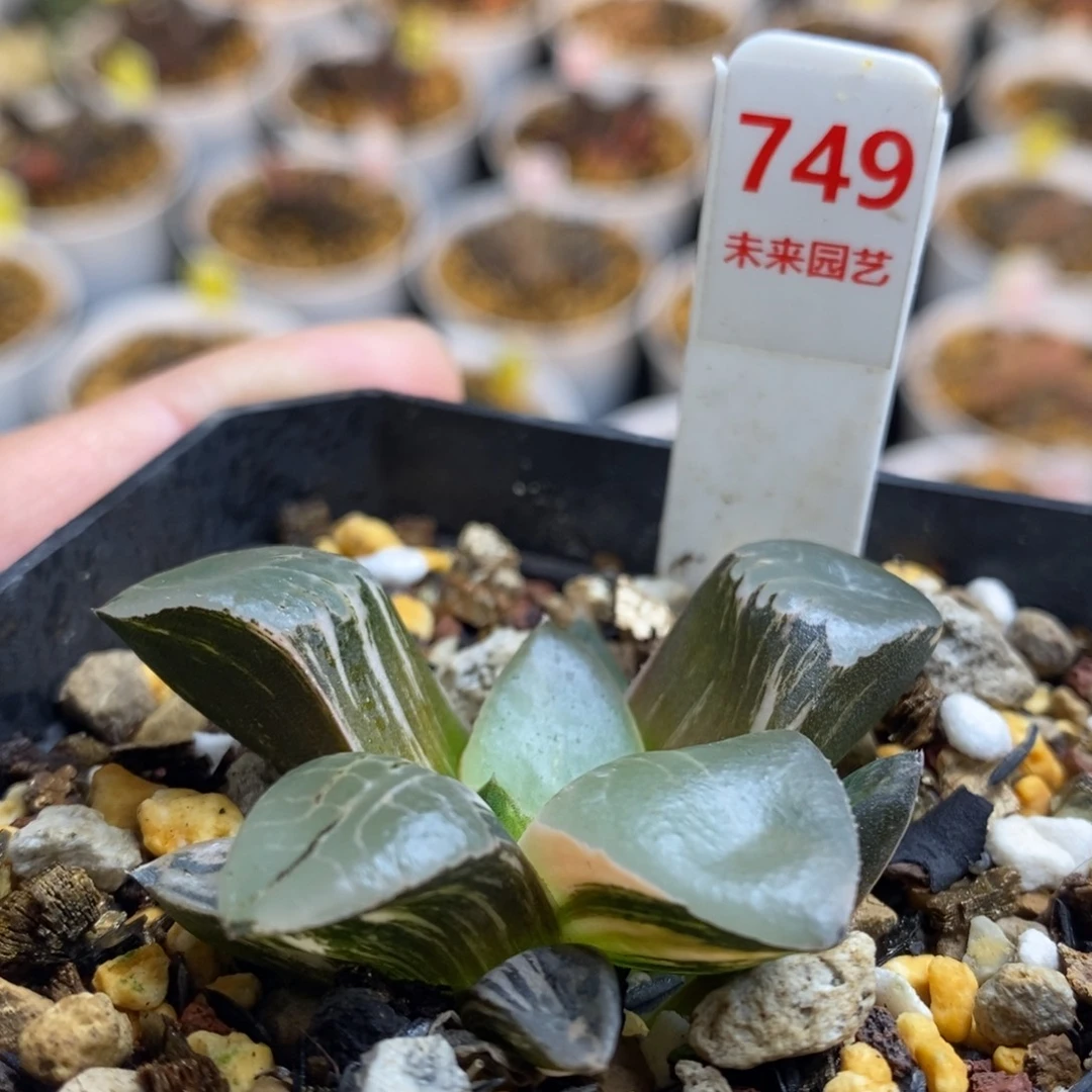 749号火凤凰克锦多肉