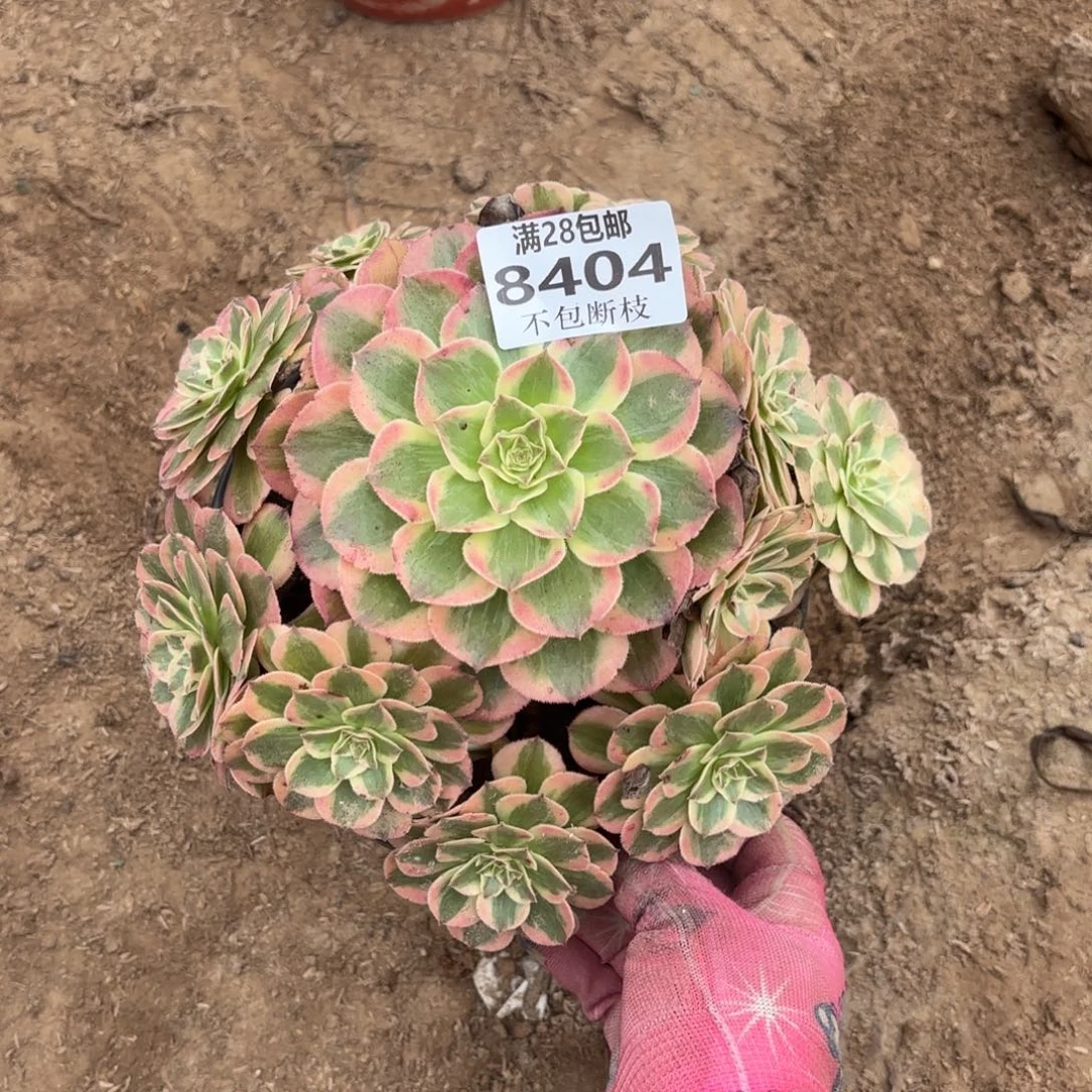 N 8404云和多肉，？de