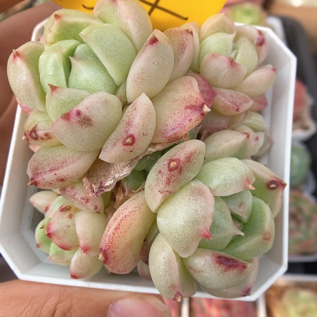 麦秆石化群生734号。
