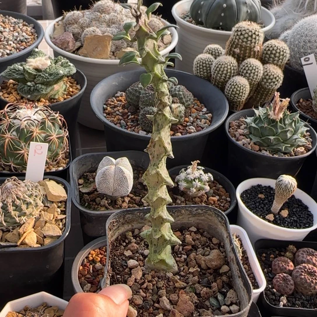 06自根翡翠武蜡泉多肉