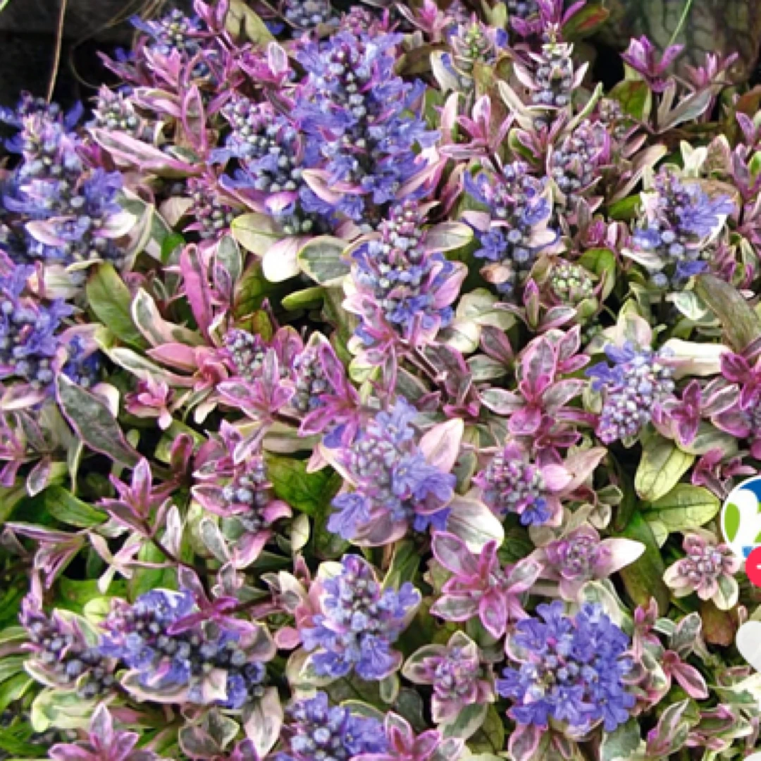 霓虹灯筋骨草耐寒多年生