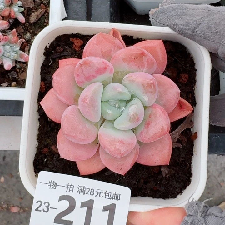 花斑鹿无盆土发货无盆土