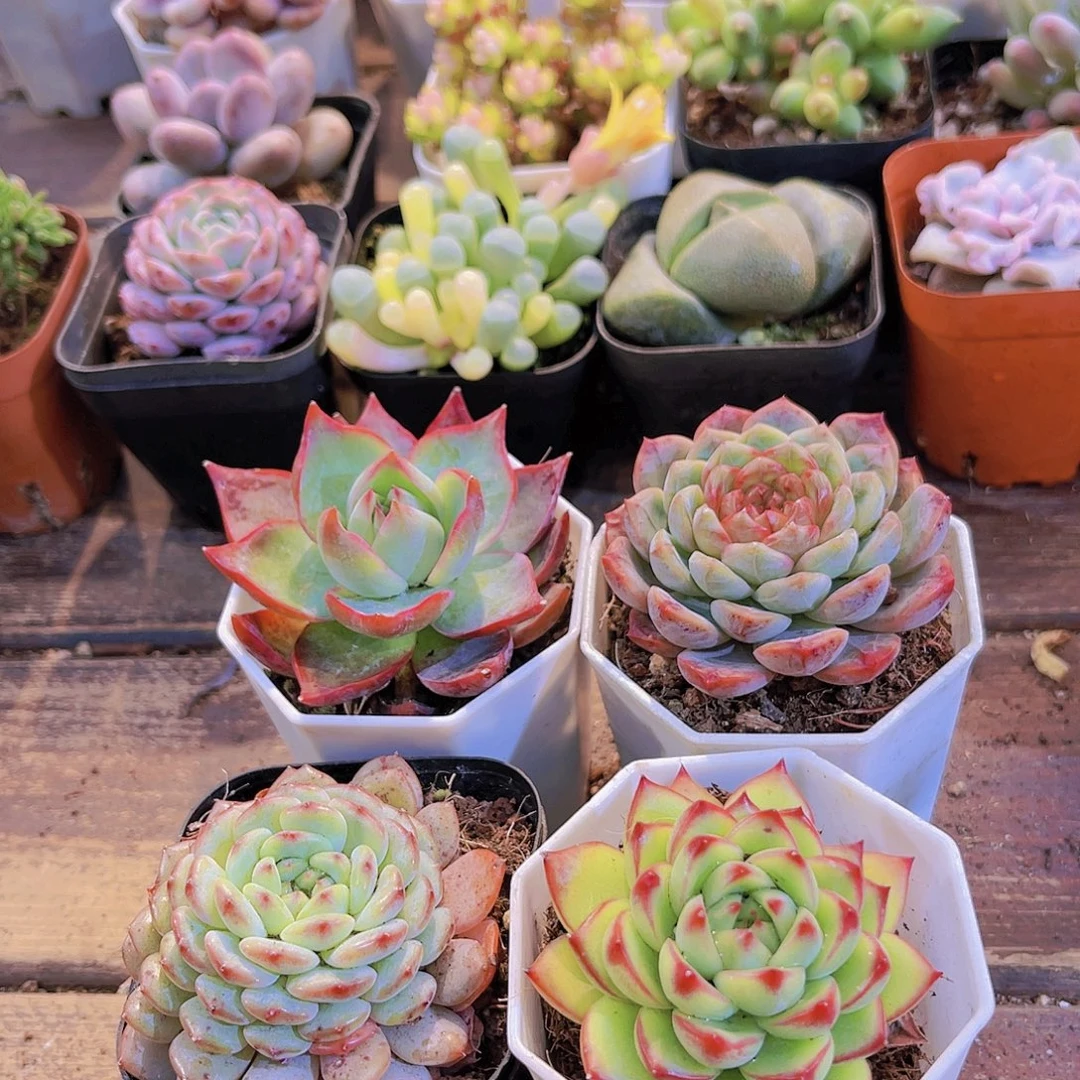 如图4盆11111111111111111