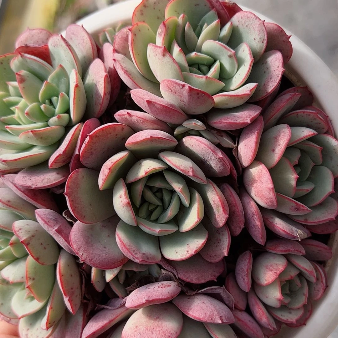 凌波仙子手捧多肉