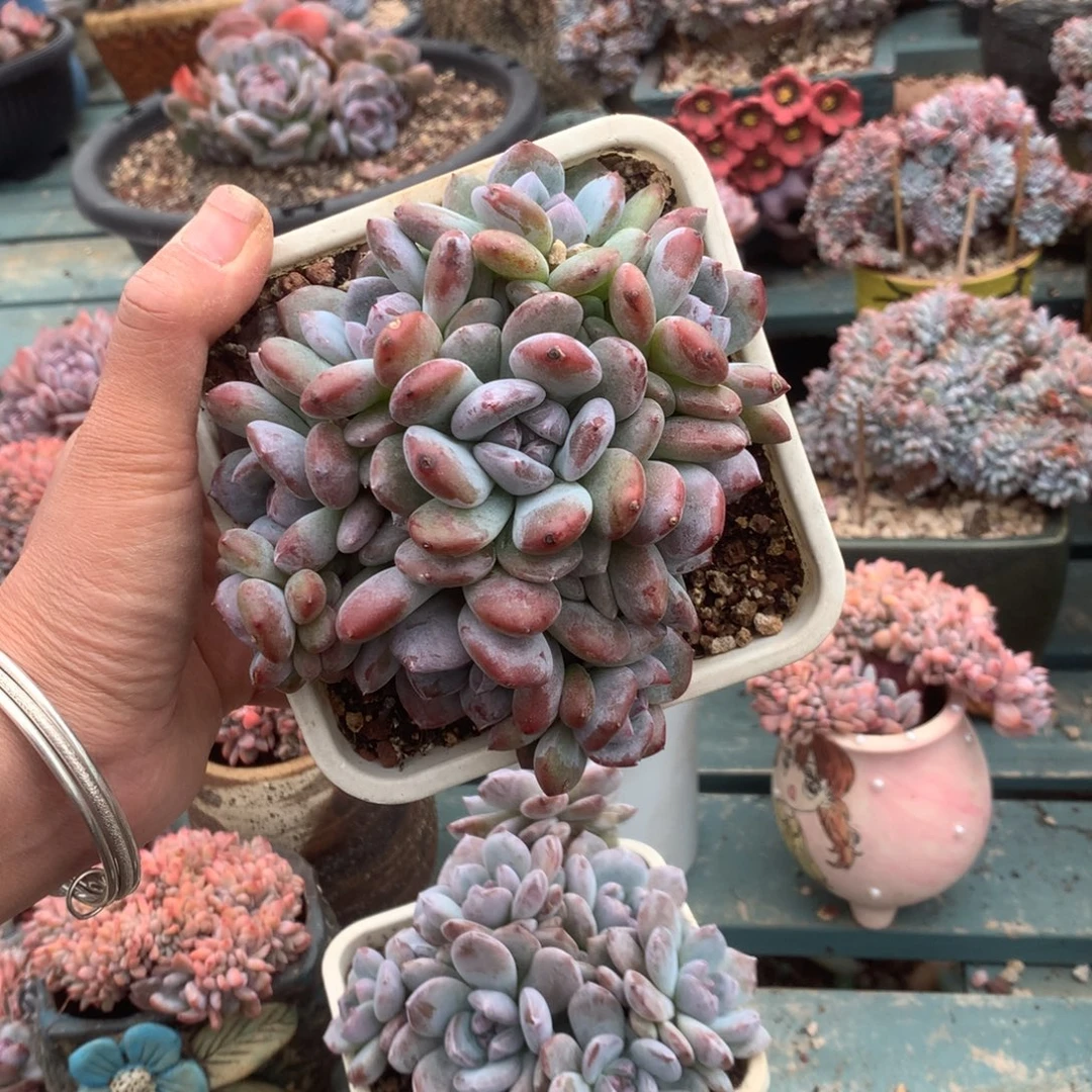 无花朵花花花花花花花花17