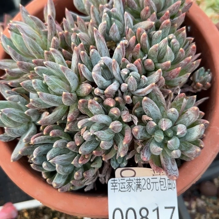 幸运的是我还在努力地幸运