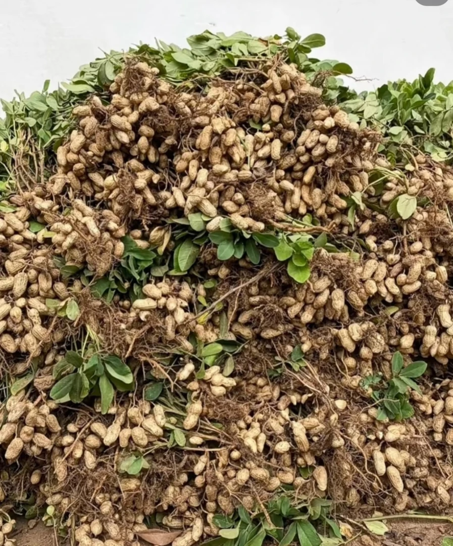 自己家种的花生带皮湿花生5斤装