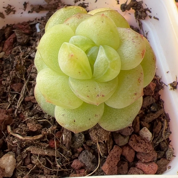 一物一拍精品糖心，尺寸不大介意勿拍