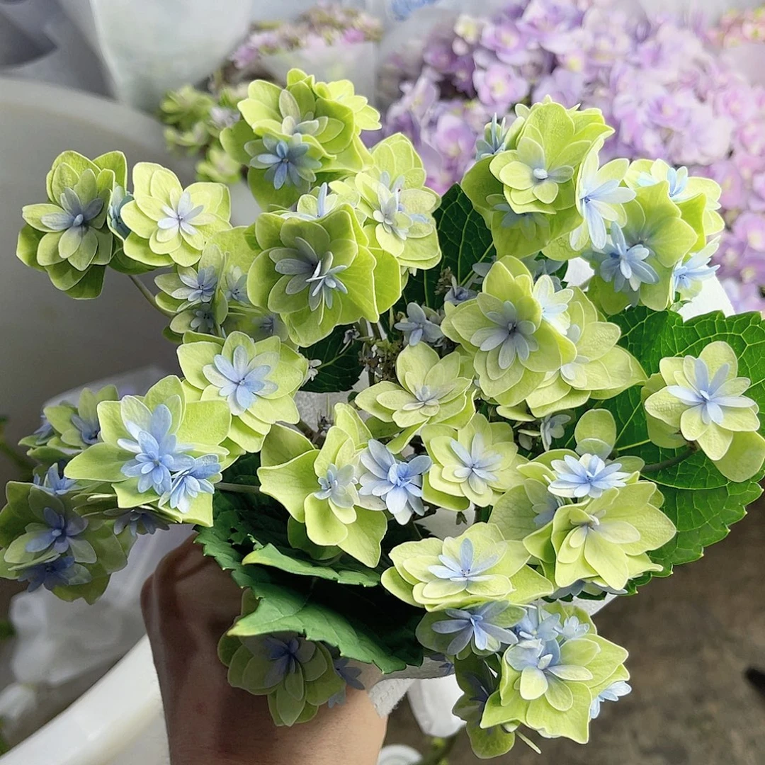 完全开放稀有绣球花62