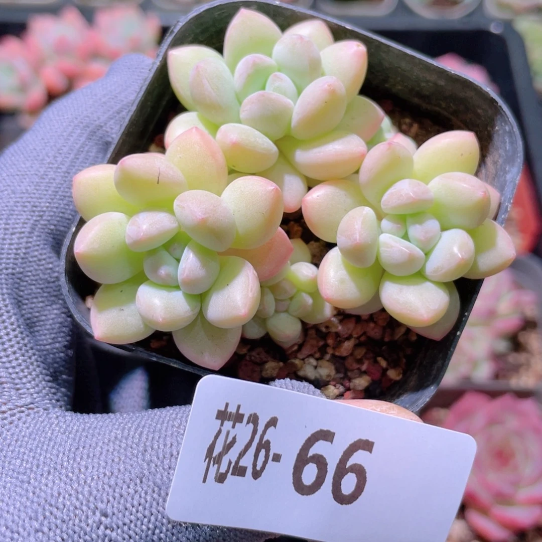 花利美26-66泡泡糖