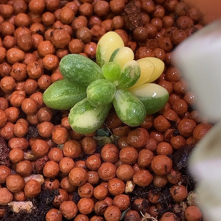 和***更绿龟之卵锦多肉植物