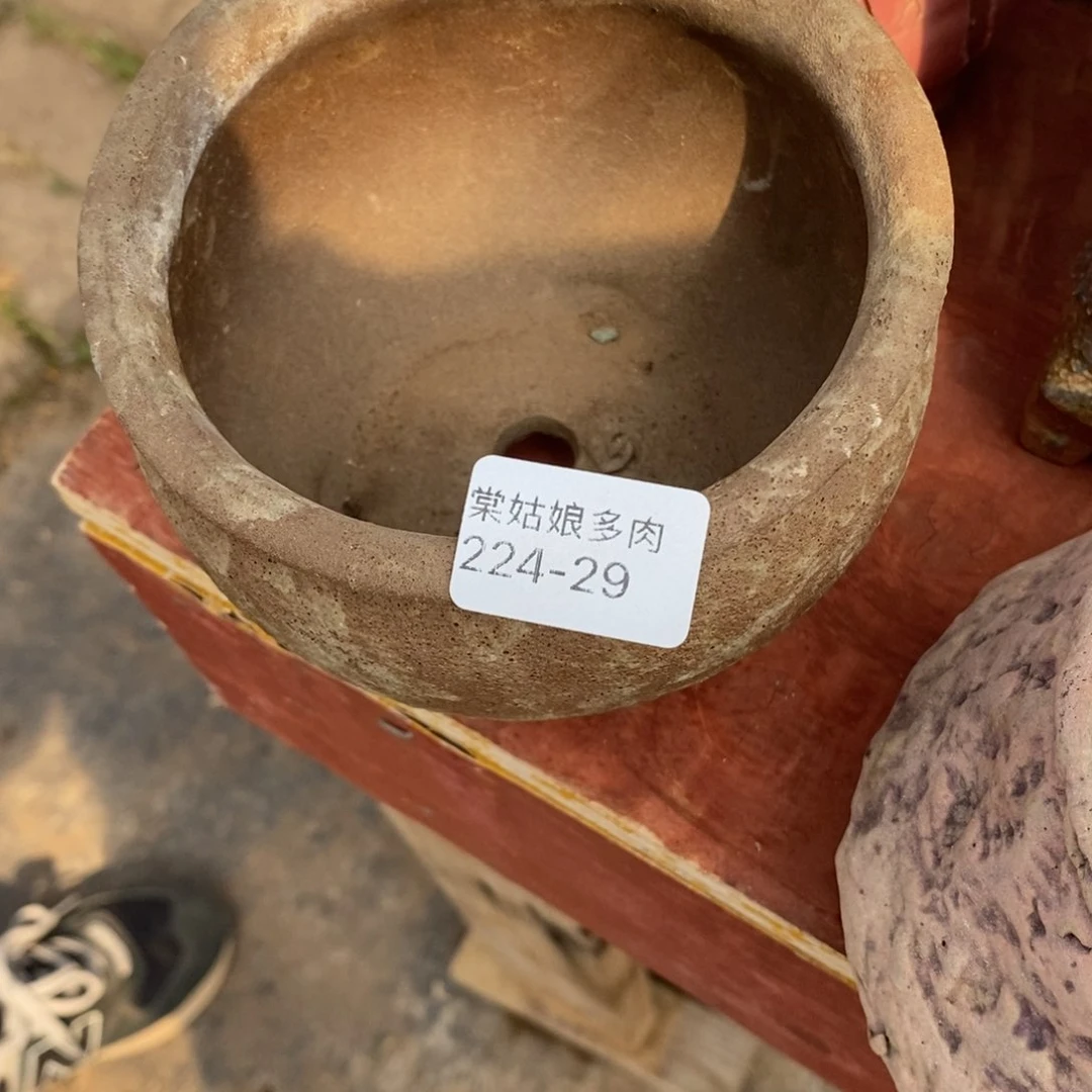 红陶多***姐29号多肉花盆一个