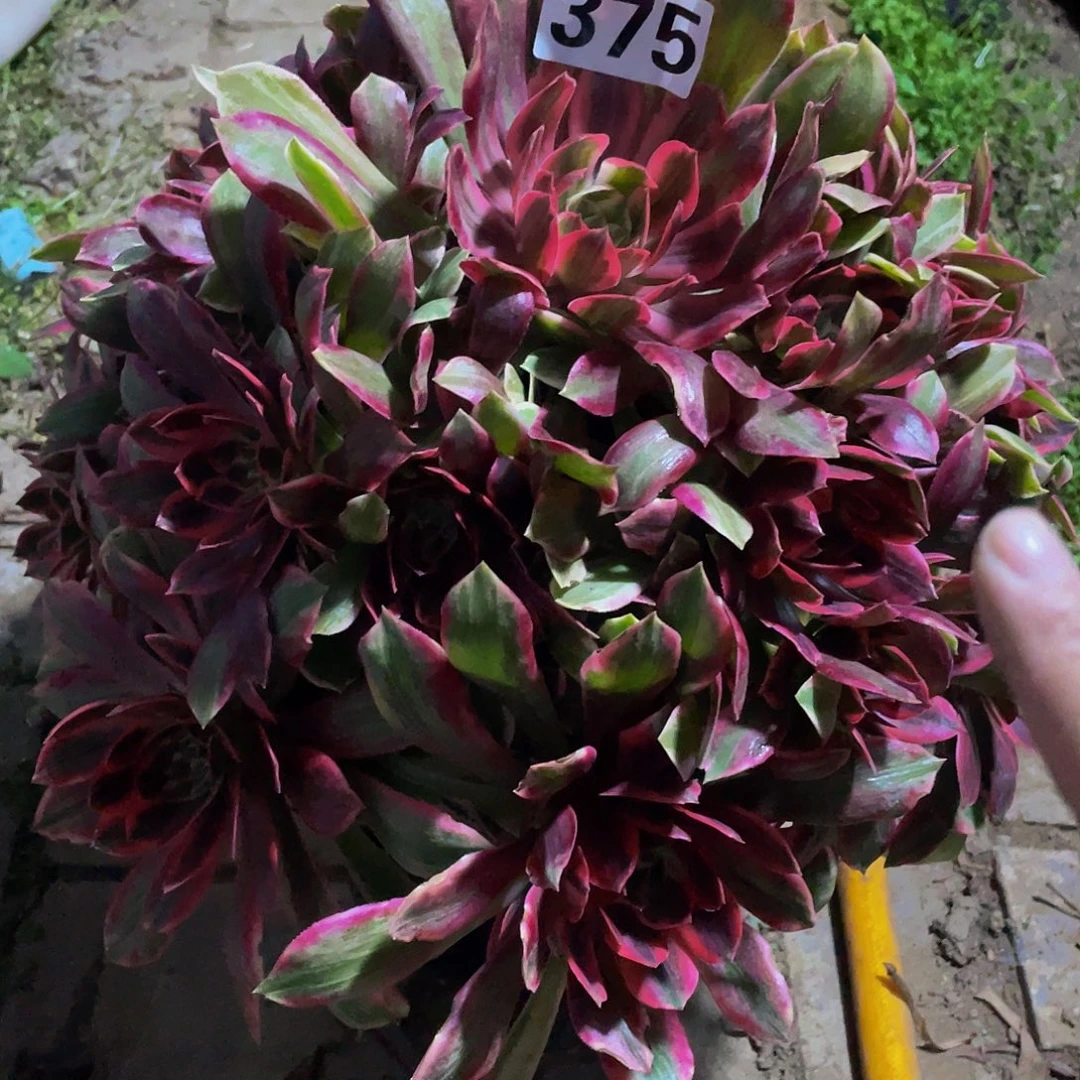 多肉法师375号幻纱发货不包损