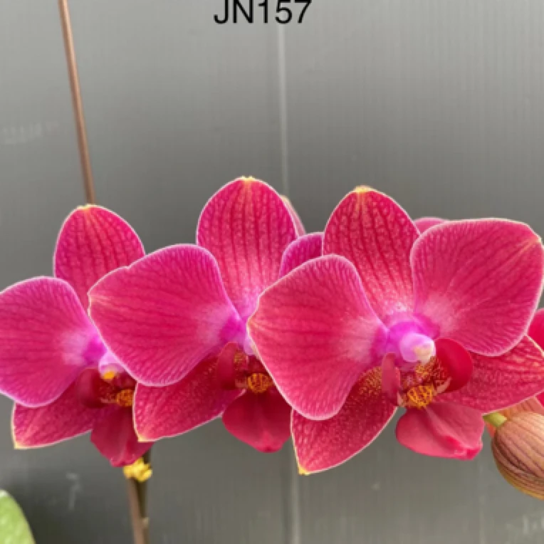 新品 鼎汉 JN157 刚升2.5寸苗 保对版