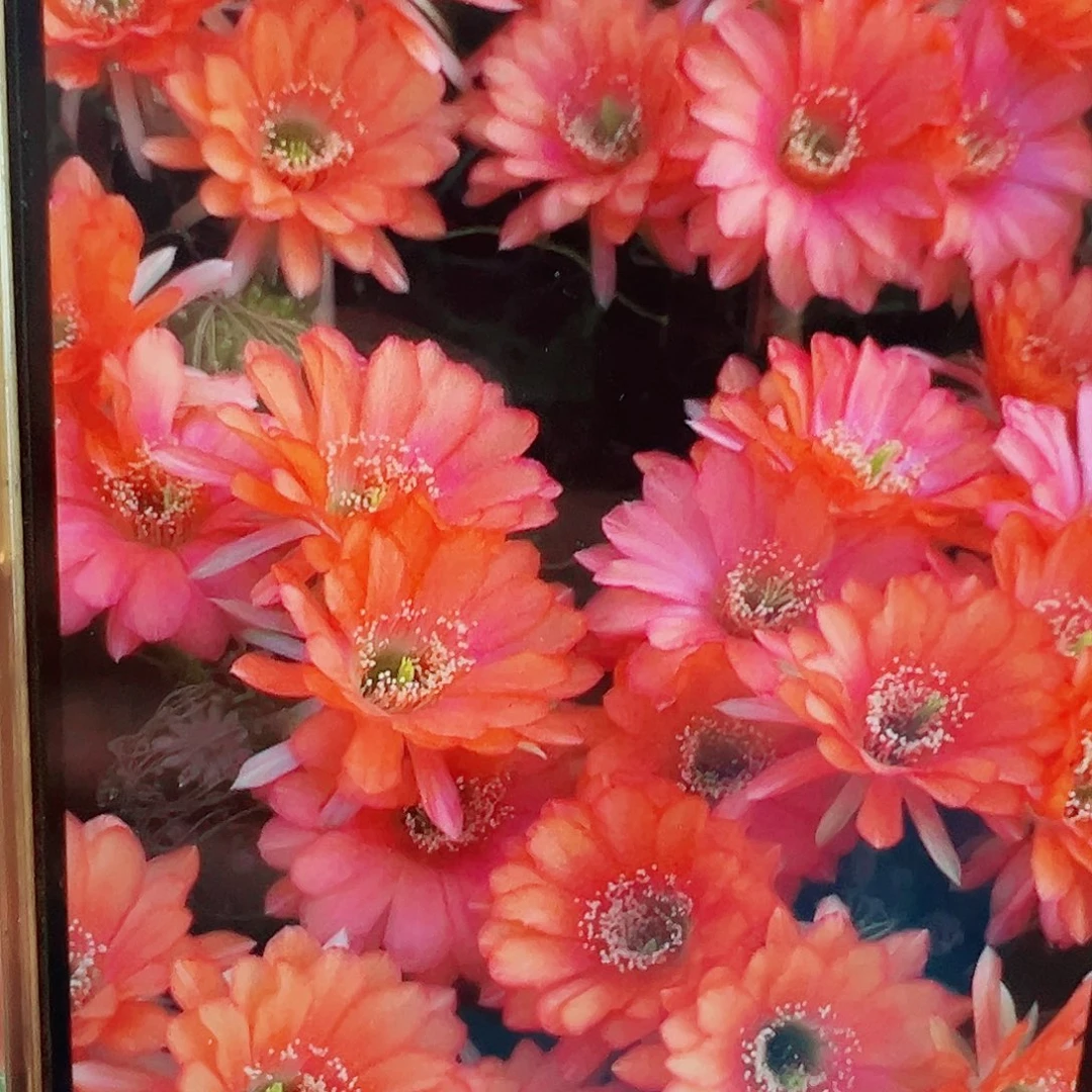 丽花辣舞 侧芽 满20包邮
