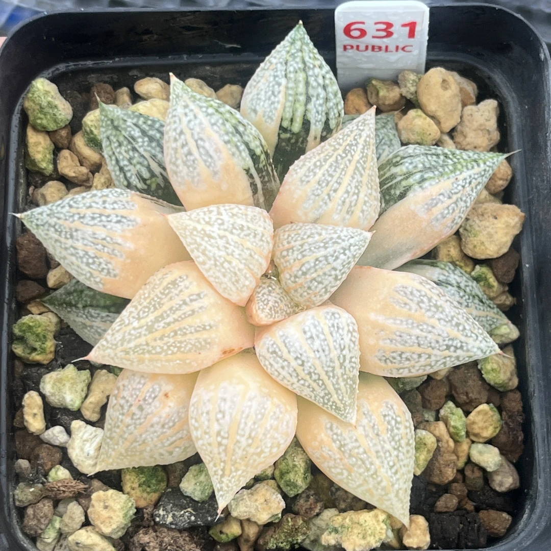 精品实生尖叶白银寿锦/多肉植物一物一拍带盘发货