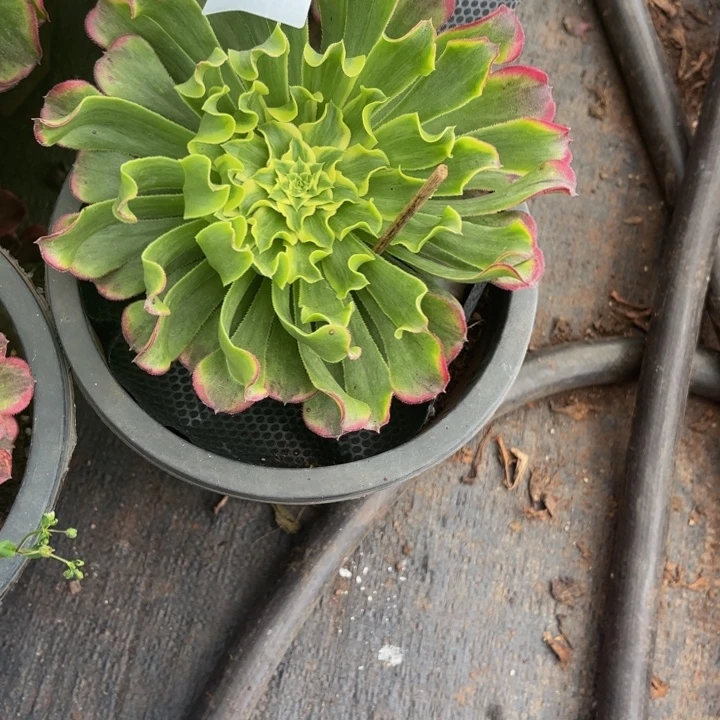 云南绿体波兰法师多肉102号