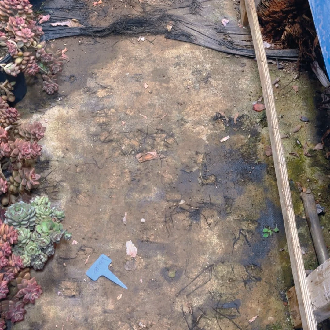 森***＊多肉植物保护研究所所长的