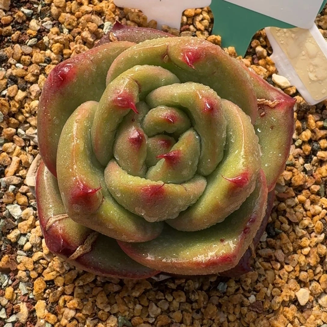 从前慢多肉精选编号1228.67