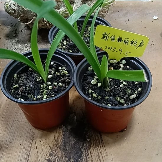 无花朵斯嘉丽铃声1+带盆土发货