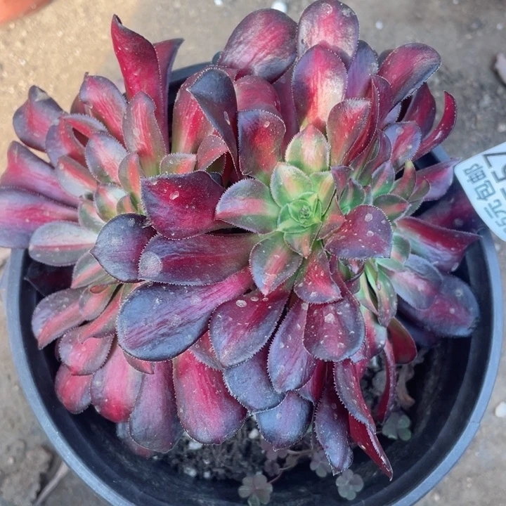 557花娜缀12345678