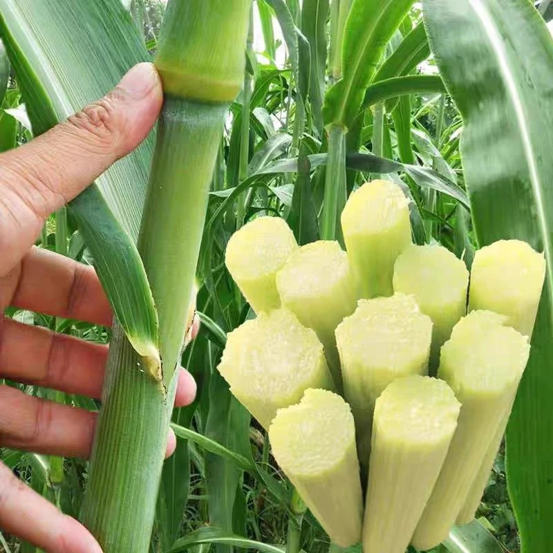 高糖甜杆种子薄皮甜杆种子蔬菜种子水果种子青皮甘蔗种子春播夏播