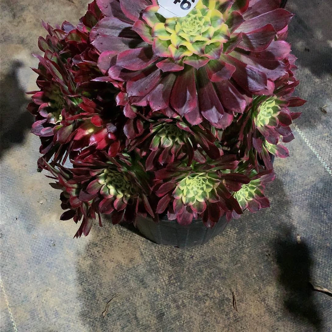 046多肉法师天和