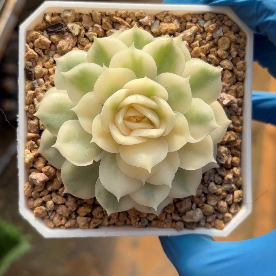 昂斯诺锦一物一拍