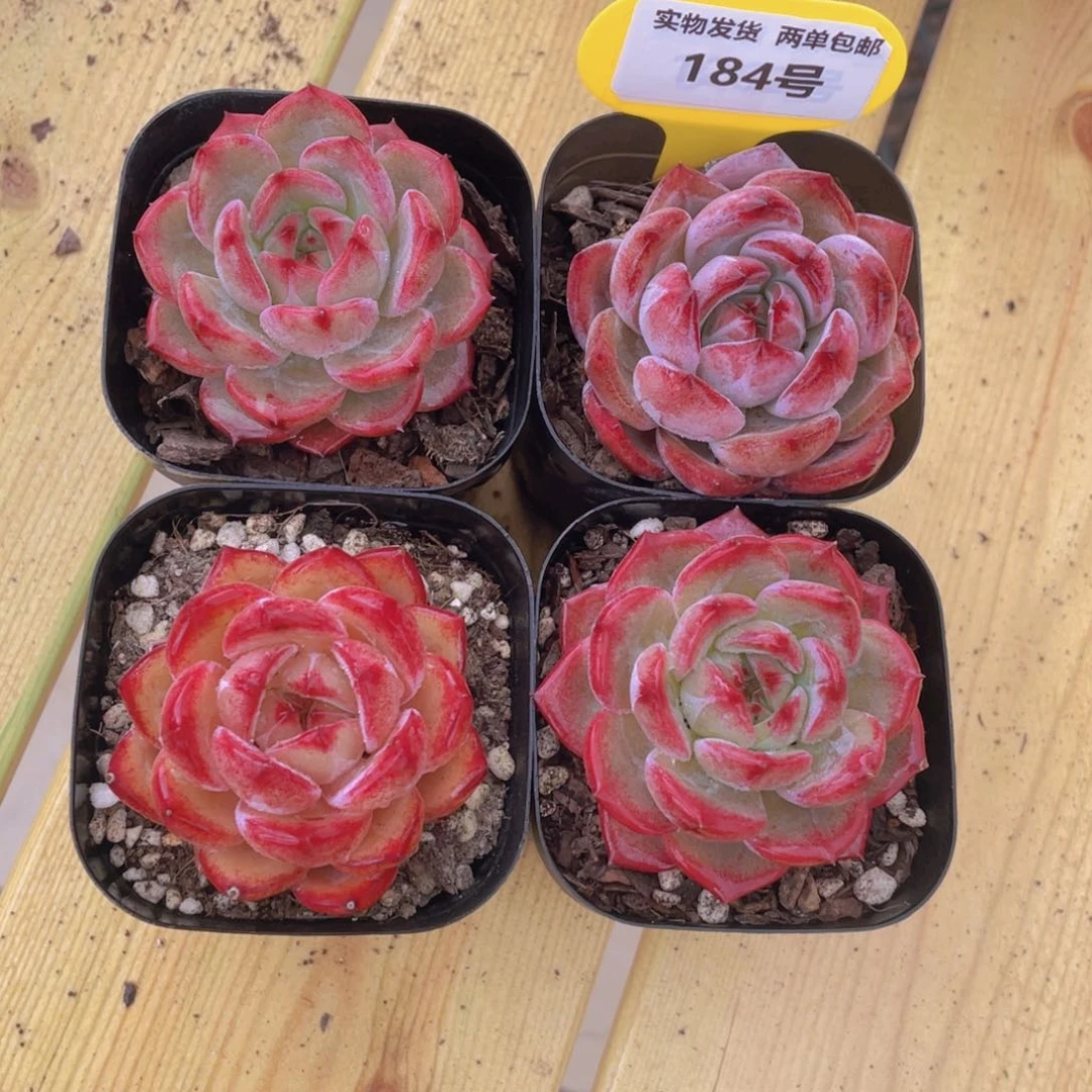 184号 冰透夜魔侠单头一个