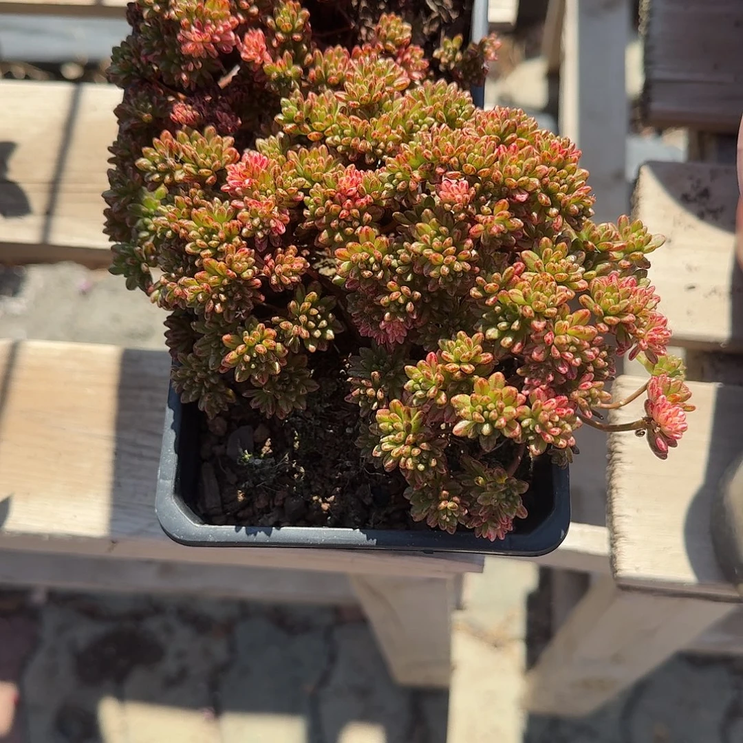 海***海小人祭锦➕小精品多肉植物