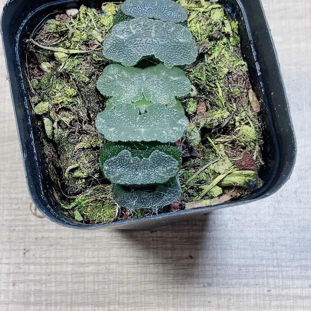 猛犸玉扇多肉植物6666