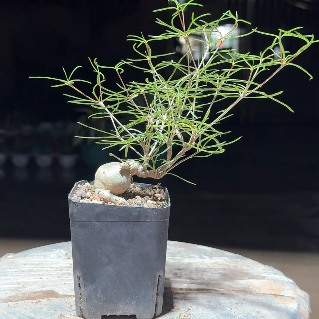 柳叶麒麟块根植物一一一